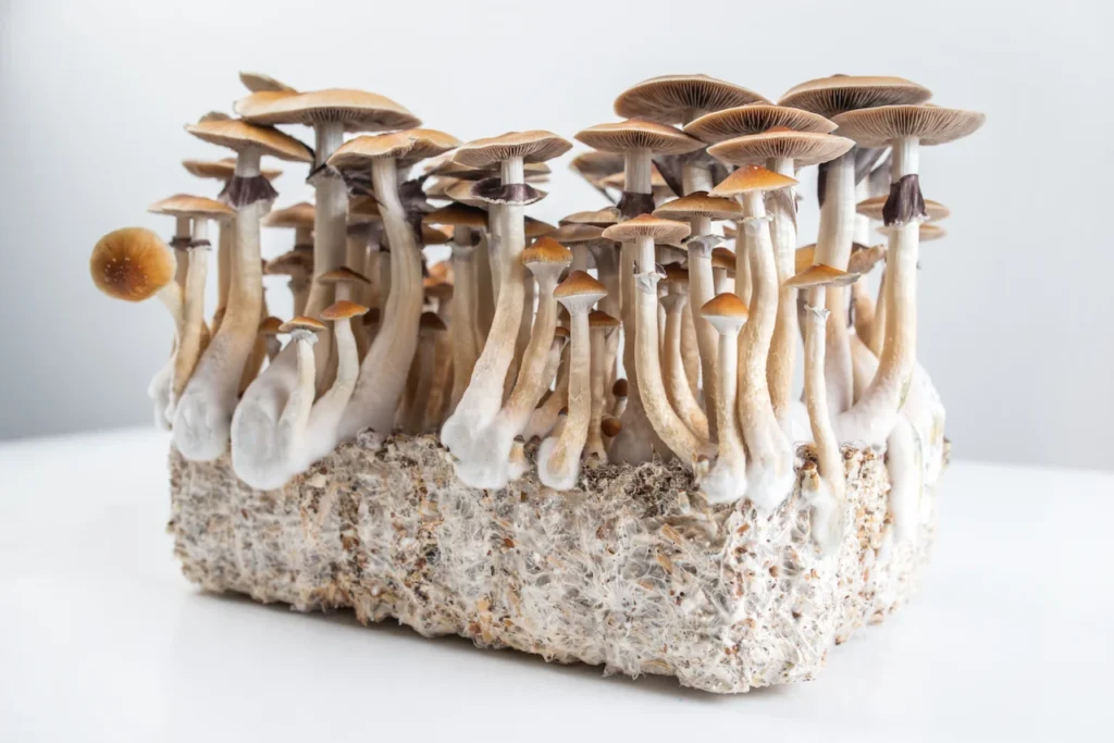 Best place to buy magic mushroom growkits online