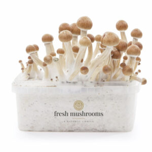 FreshMushrooms® grow kit Amazon