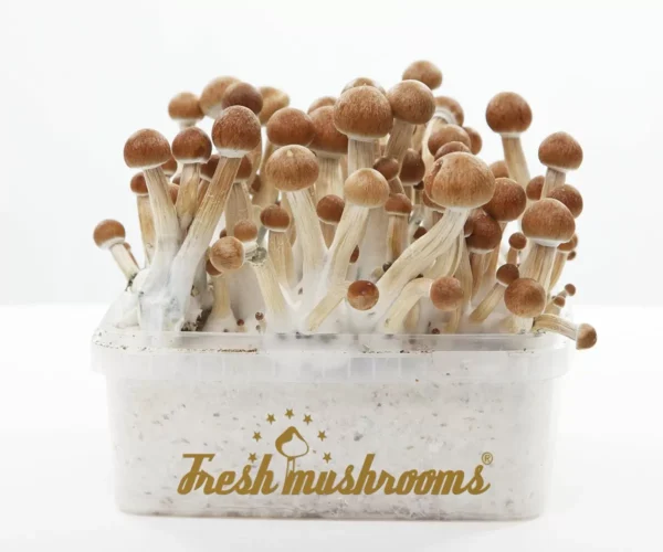 FreshMushrooms® grow kit B+
