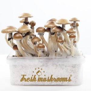 FreshMushrooms® grow kit Golden Teacher