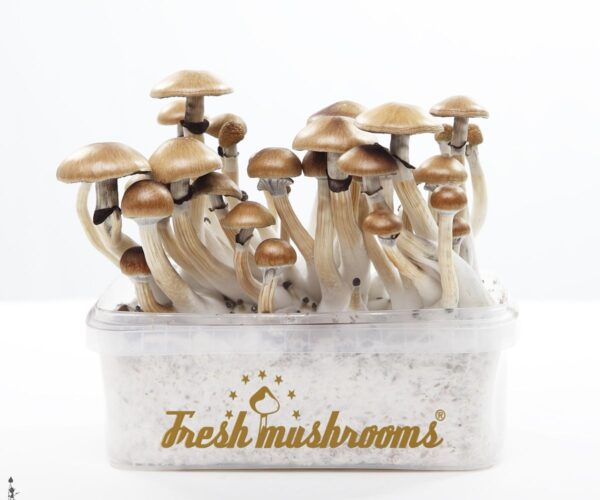 FreshMushrooms® grow kit Golden Teacher