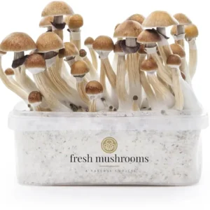 FreshMushrooms® grow kit McKennaii