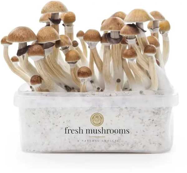 FreshMushrooms® grow kit McKennaii