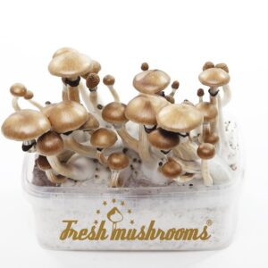 FreshMushrooms® grow kit Mexican