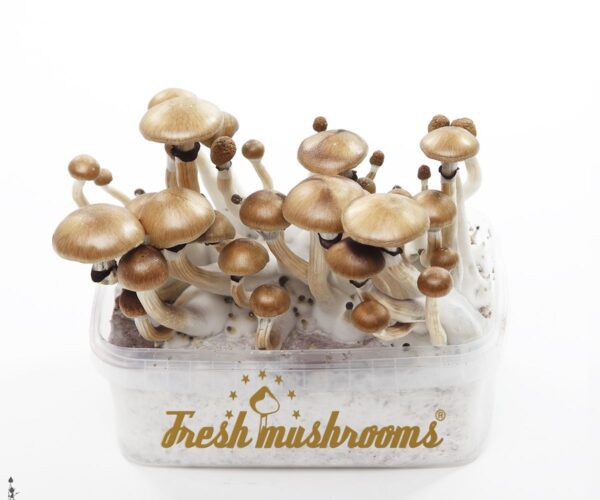 FreshMushrooms® grow kit Mexican
