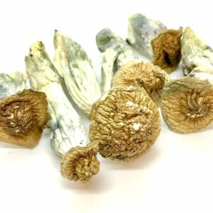 Background The Gold Member psilocybin mushroom strain is a combination of Golden Teacher and Penis Envy, resulting in a blend of the best characteristics from each of its parent strains. This specific variety consistently produces mushrooms that are large, tightly packed and visually striking with their bruised appearance. Additionally, the Gold Member mushrooms have a reputation for being particularly potent. Physical Properties In terms of appearance, Gold Members shrooms are distinguishable by their golden-brown caps and thick, white stems. They are typically larger in size than other strains of psilocybin mushrooms and have a unique texture that’s both firm and slightly spongy. The caps are also known for their unique shape, which is often described as having a bell-like appearance. The overall appearance of the Gold Members strain is attractive and visually pleasing. Experience When consumed, Gold Members magic mushrooms are known for providing users with a powerful and transcendent experience. They are known for their ability to promote feelings of euphoria and deep introspection, making them a popular choice among those looking for a spiritual or therapeutic experience. Many users report feeling a sense of connection to the universe and a sense of unity with all living things. They can also be helpful in addressing mental health issues such as depression, anxiety and PTSD. Overall, Gold Members are a powerful and unique strain that can provide users with a truly transformative experience. POTENCY Moderate – High SIZE Large CAP Golden brown colour STEM Thick and long length