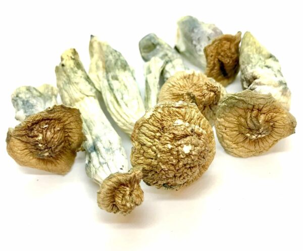 Background The Gold Member psilocybin mushroom strain is a combination of Golden Teacher and Penis Envy, resulting in a blend of the best characteristics from each of its parent strains. This specific variety consistently produces mushrooms that are large, tightly packed and visually striking with their bruised appearance. Additionally, the Gold Member mushrooms have a reputation for being particularly potent. Physical Properties In terms of appearance, Gold Members shrooms are distinguishable by their golden-brown caps and thick, white stems. They are typically larger in size than other strains of psilocybin mushrooms and have a unique texture that’s both firm and slightly spongy. The caps are also known for their unique shape, which is often described as having a bell-like appearance. The overall appearance of the Gold Members strain is attractive and visually pleasing. Experience When consumed, Gold Members magic mushrooms are known for providing users with a powerful and transcendent experience. They are known for their ability to promote feelings of euphoria and deep introspection, making them a popular choice among those looking for a spiritual or therapeutic experience. Many users report feeling a sense of connection to the universe and a sense of unity with all living things. They can also be helpful in addressing mental health issues such as depression, anxiety and PTSD. Overall, Gold Members are a powerful and unique strain that can provide users with a truly transformative experience. POTENCY Moderate – High SIZE Large CAP Golden brown colour STEM Thick and long length