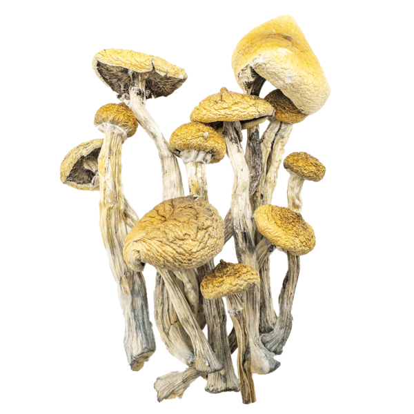 Golden Teacher Magic Mushrooms