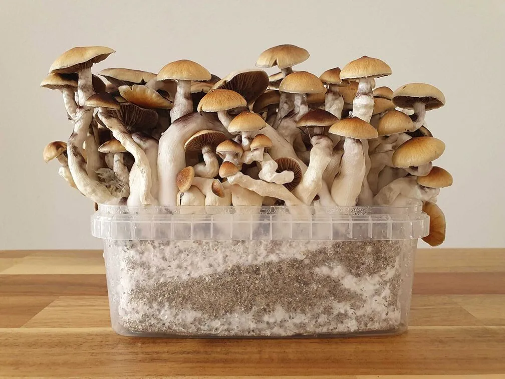 Magic Mushroom Grow Kits for sale