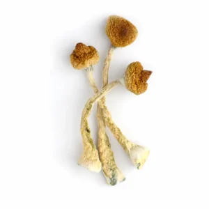 McKennaii Dried Magic Mushrooms