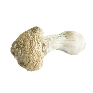 White Rabbit Dried Magic Mushrooms
