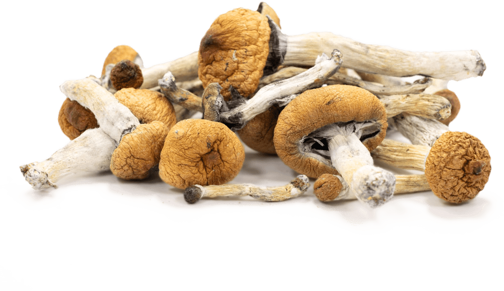 buy dried magic mushrooms online