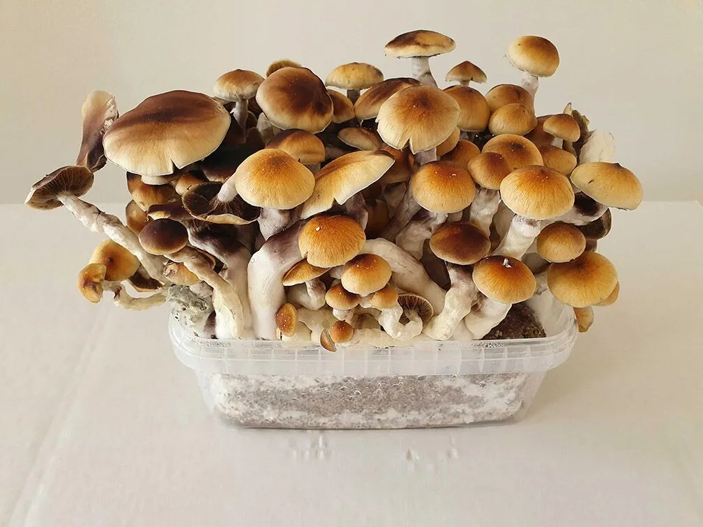 buy magic mushroom growkit online