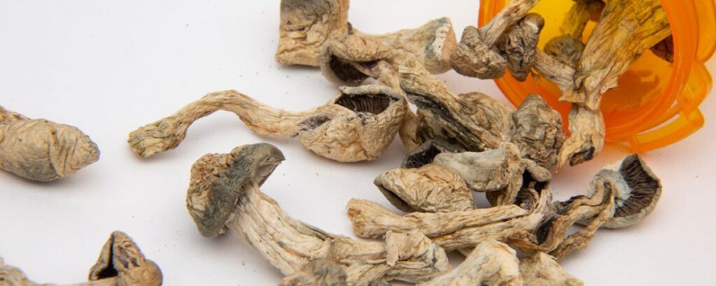 dry Psilocybin