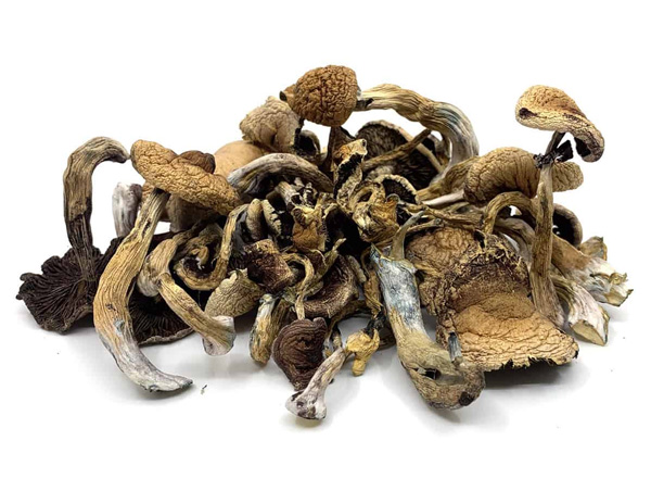 dry magic mushrooms for sale