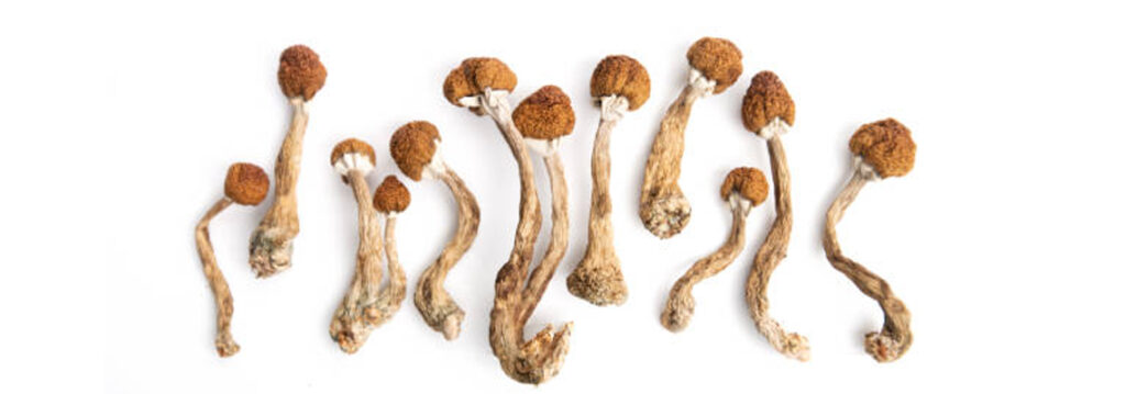 dry magic mushrooms